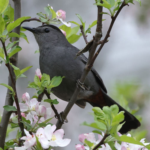 Gray Catbird, Northern Mockingbird, and Brown Thrasher | Game